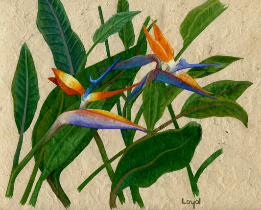 Bird of Paradise